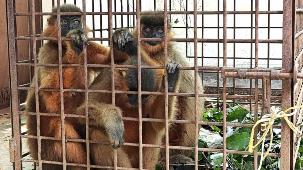 হনুমান পাচারে আন্তর্জাতিক চক্র, ৫ হাজারে কিনে বিক্রি লাখ টাকায়