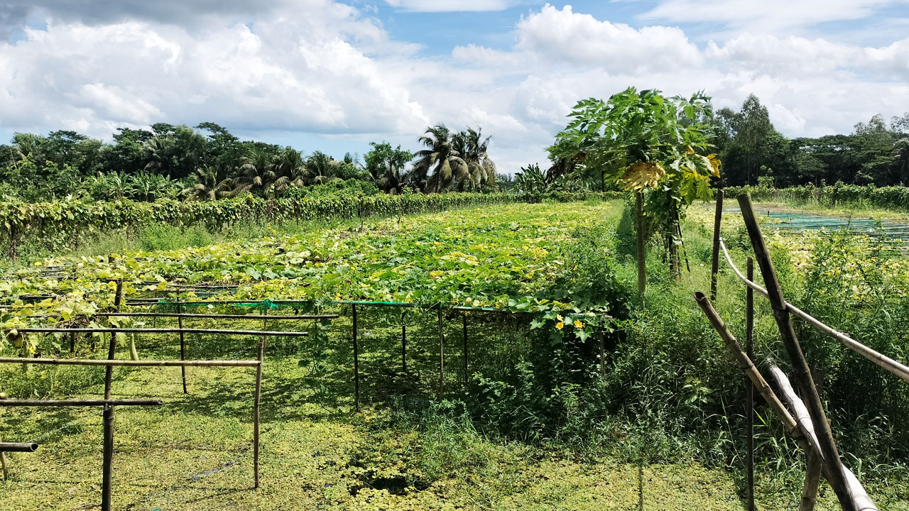 নোনা জমিতে সর্জন পদ্ধতিতে কৃষকের লাভ