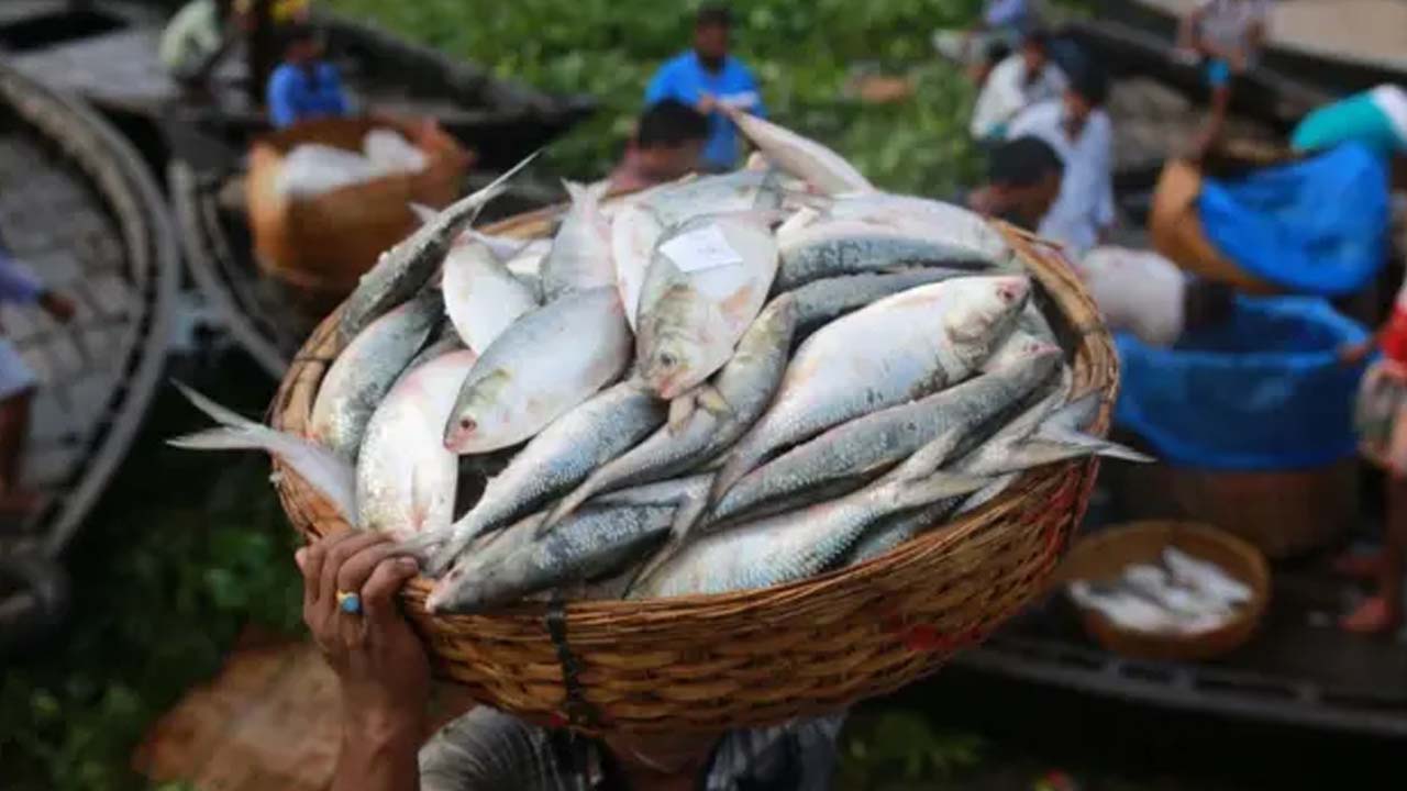 চাঁদপুরে মা ইলিশ ধরলে ৬ মাসের কারাদণ্ড