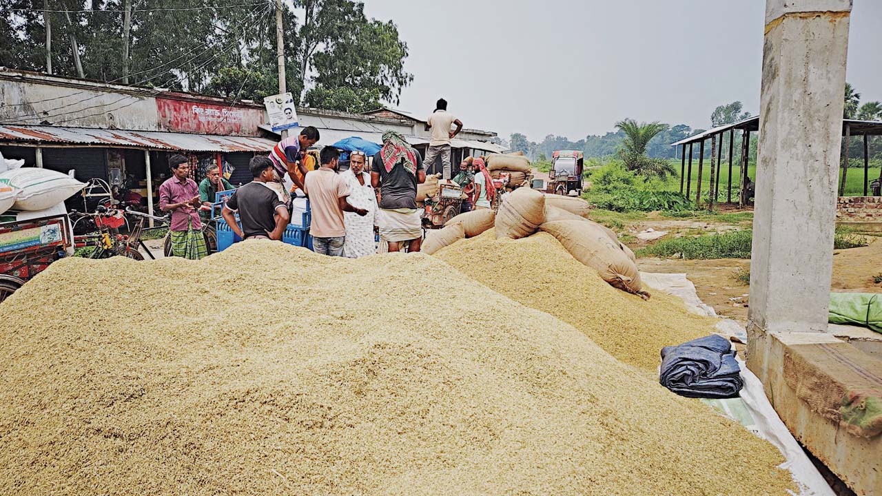 বাম্পার ফলনেও ধানের দাম কম, উৎপাদন খরচ তুলতেই হিমশিম কৃষকের