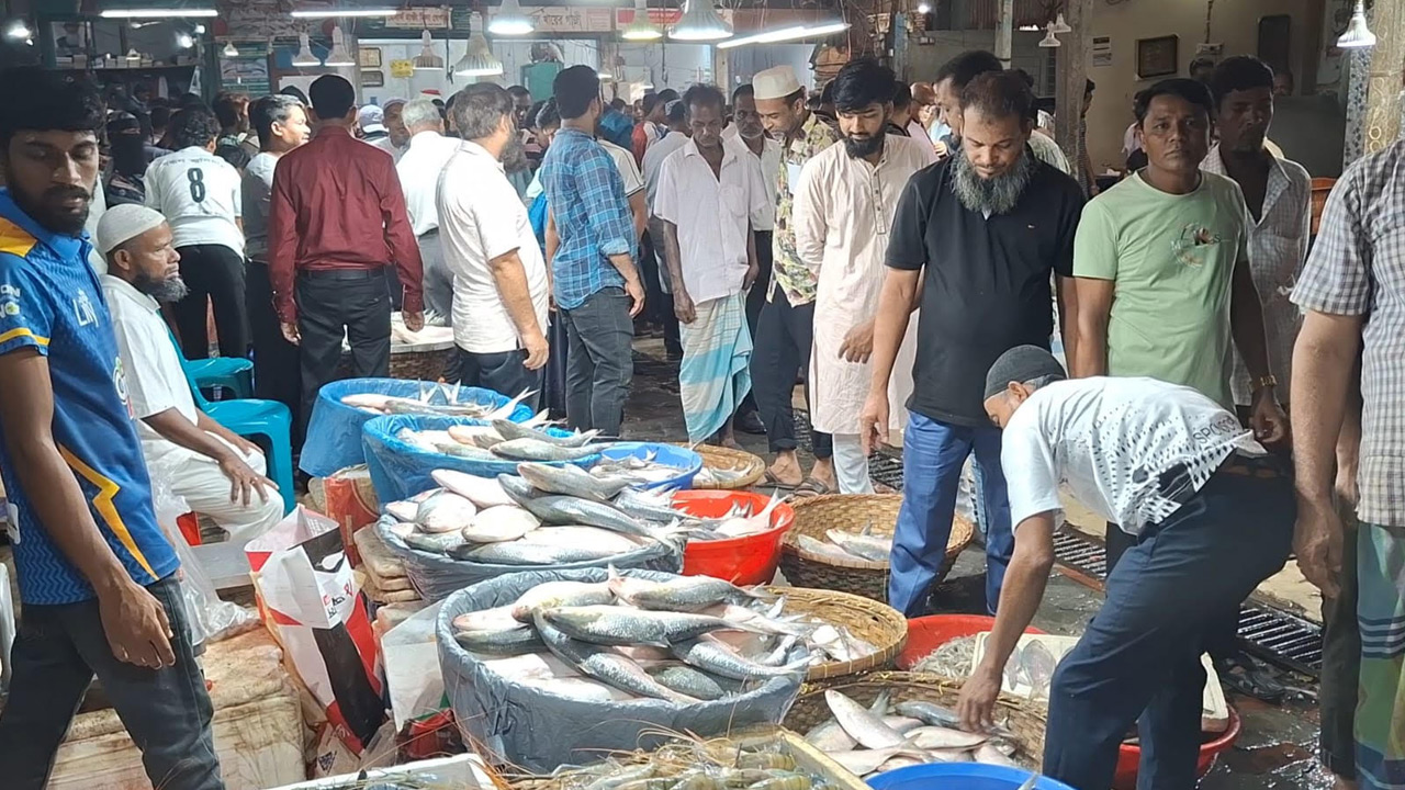 নিষেধাজ্ঞার আগে চাঁদপুরে ইলিশের দাম কমেছে