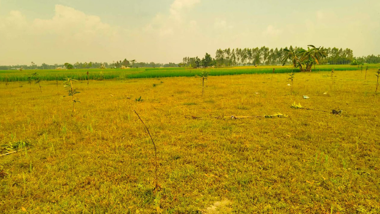 চাঁদা না দেওয়ায় রংপুরে কৃষি উদ্যোক্তার আমবাগান তছনছ