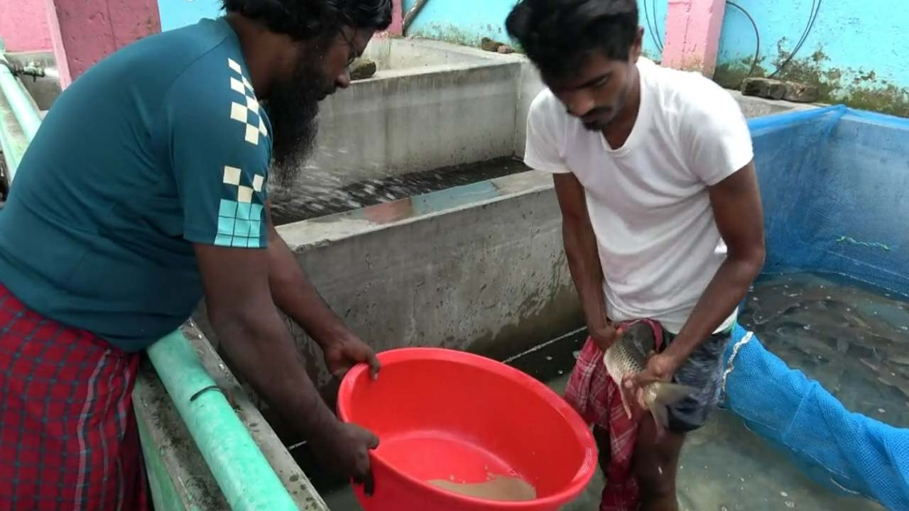 দেশজুড়ে বাড়ছে নাটোরের মানসম্মত মাছের রেণু পোনার চাহিদা