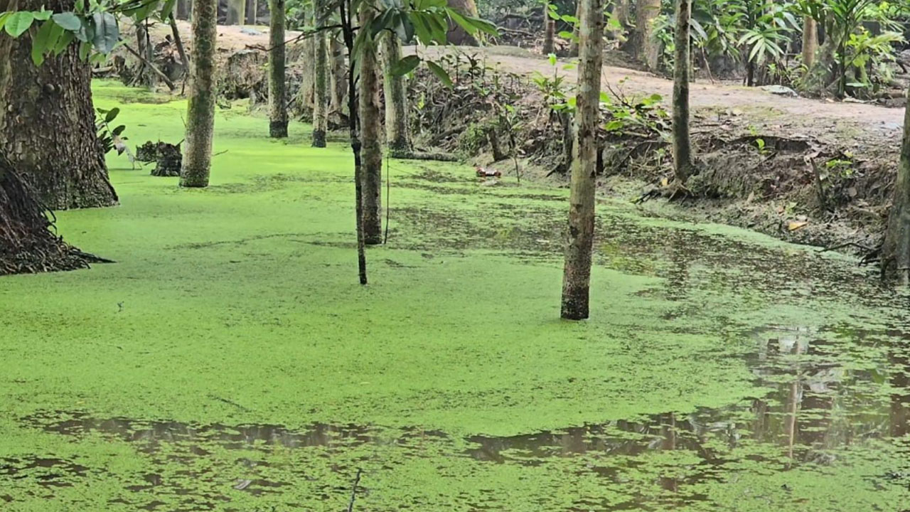 বরগুনায় পুনরায় বাড়ছে ডেঙ্গুর প্রকোপ, ক্ষুব্ধ ইউনিয়নবাসী