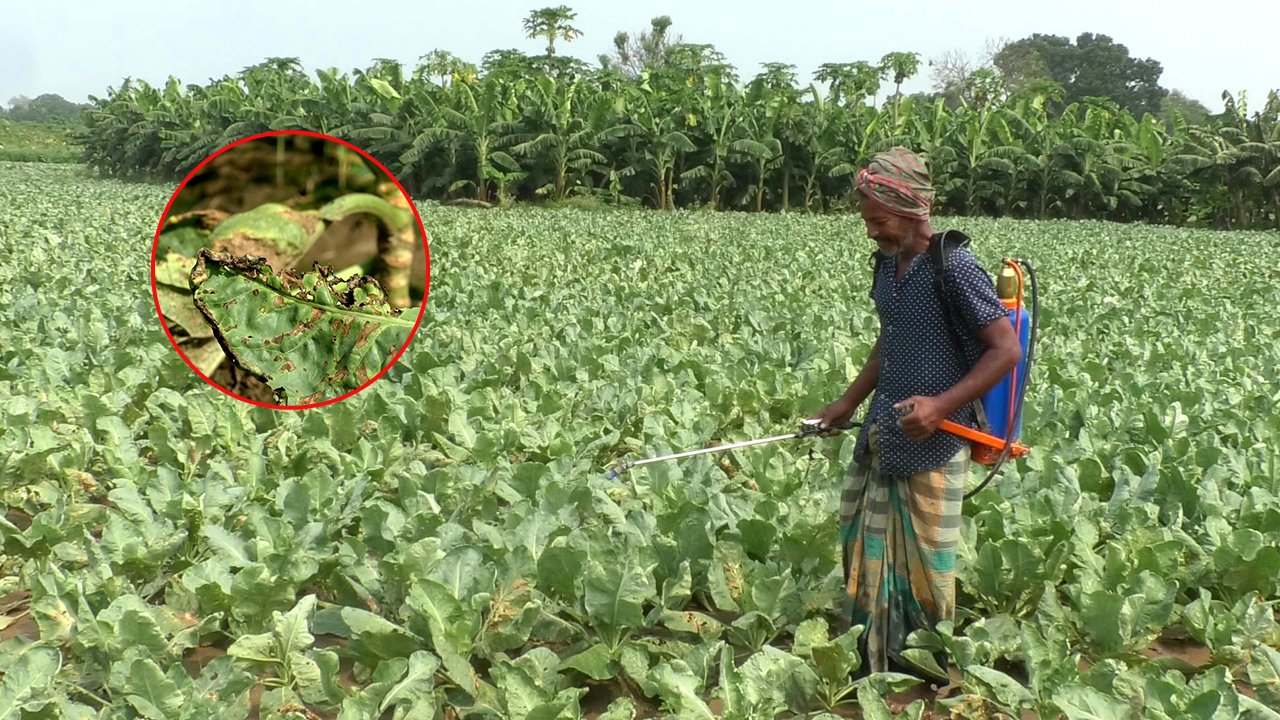 দামুড়হুদার আগাম জাতের ফুলকপিতে রহস্যময় রোগ, শঙ্কিত কৃষক