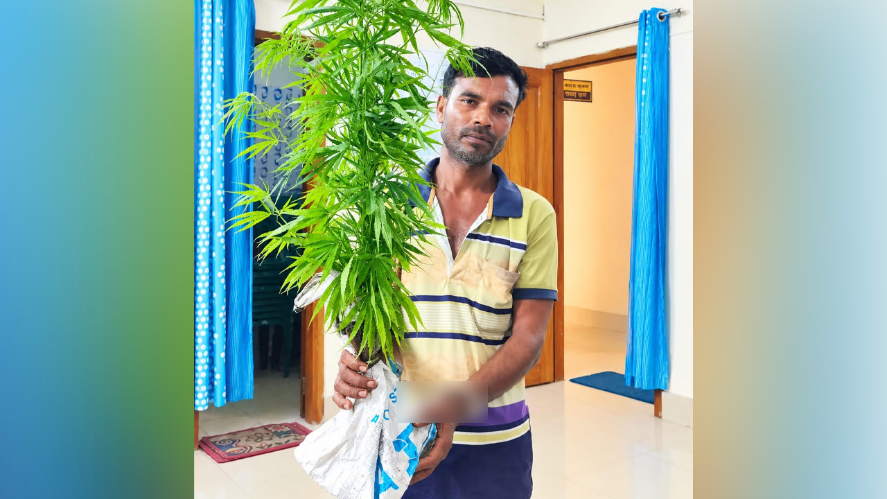 কয়রায় শাক-সবজির আড়ালে গাঁজা চাষ, আটক ১
