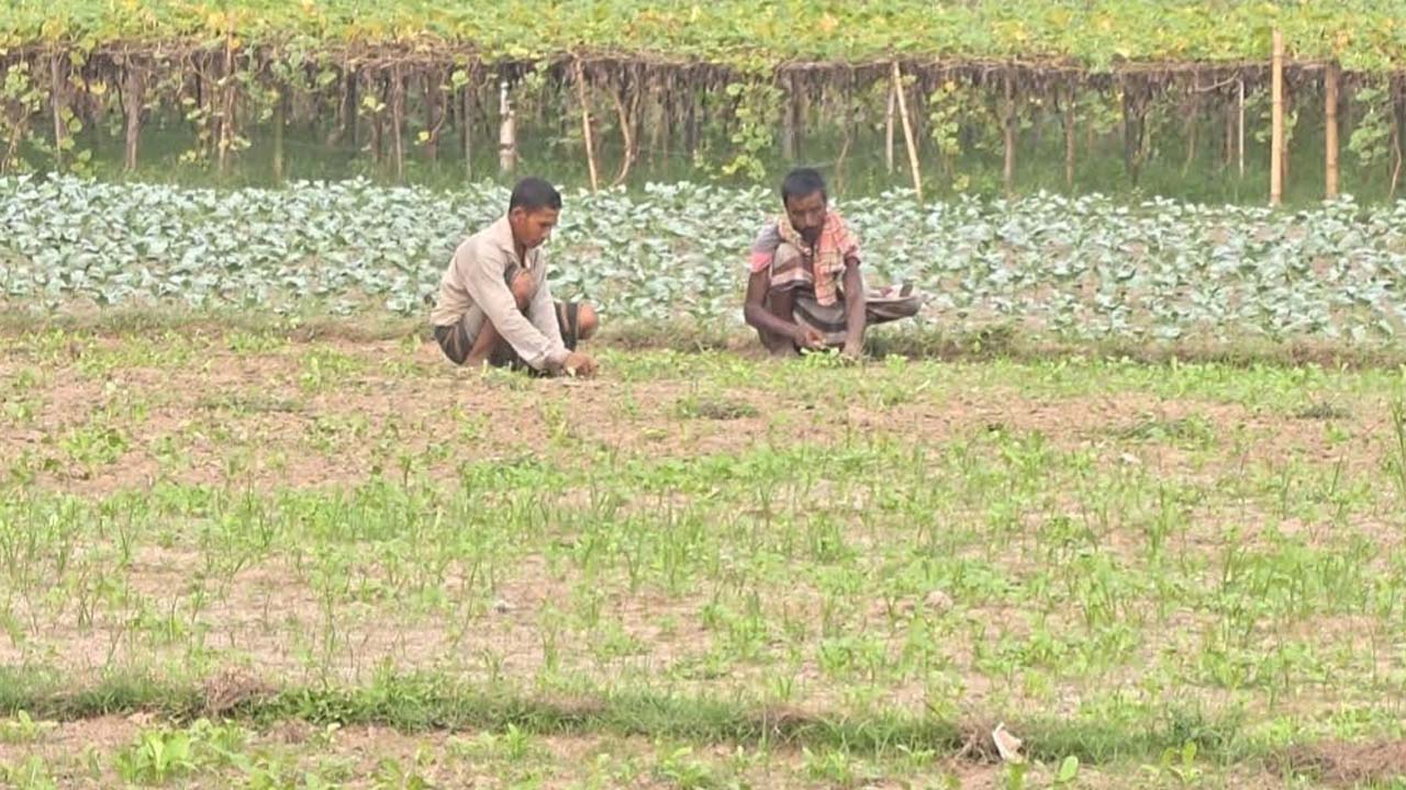 কুড়িগ্রামে আগাম শীতকালীন সবজি চাষে ব্যস্ত কৃষকেরা