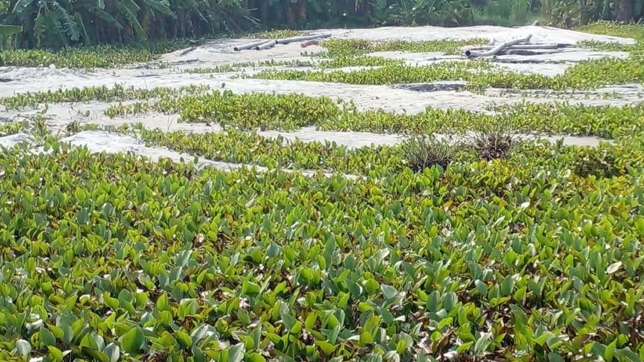 আড়িয়ল বিলে নিষেধাজ্ঞা উপেক্ষা করে জলাশয় ভরাট ও মাটি লুট